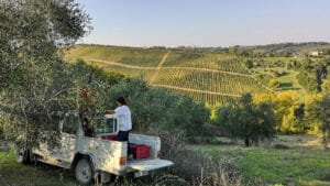På Torraccia de Chiusi hjælper alle til med olivenhøsten