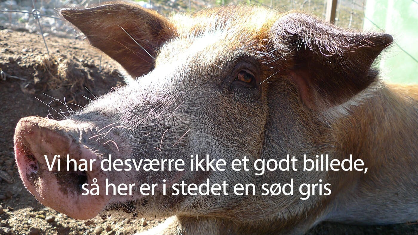 Sød Italiensk gris