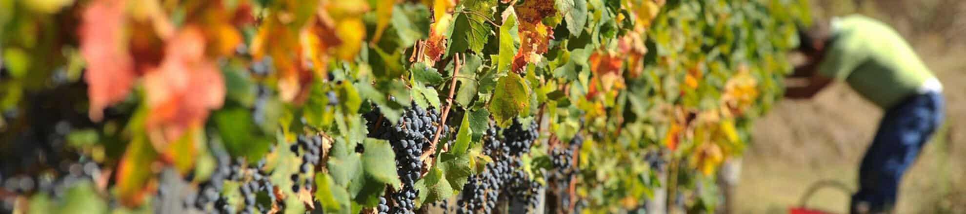 Toscana vinmark