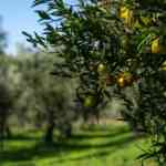 Agriturismo Costantino – Maida