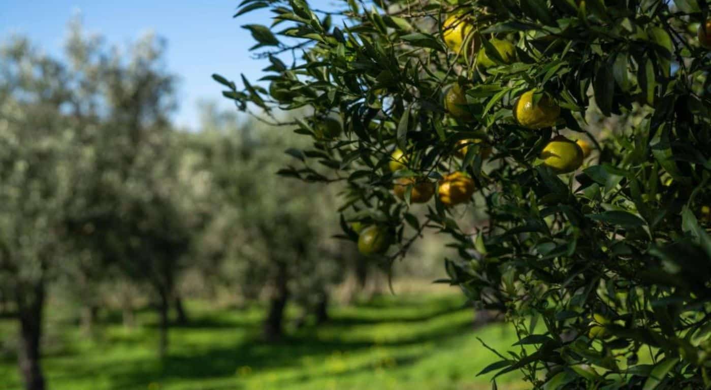 Agriturismo Costantino – Maida