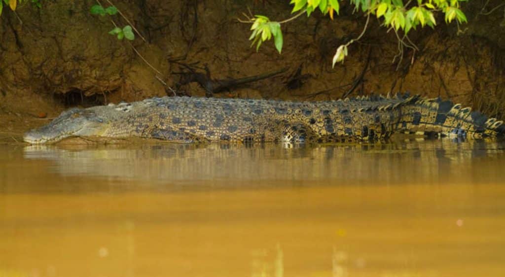 crocodile01_Borneo_Sukau_rainforest_lodge-xxx