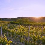 Naturalmente Wine Resort – Agliano Terme