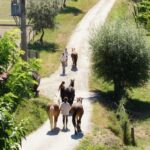 Agriturismo Podere il Poggiolo – Pontassieve