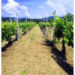 Casetta i Gelsi – Cortona