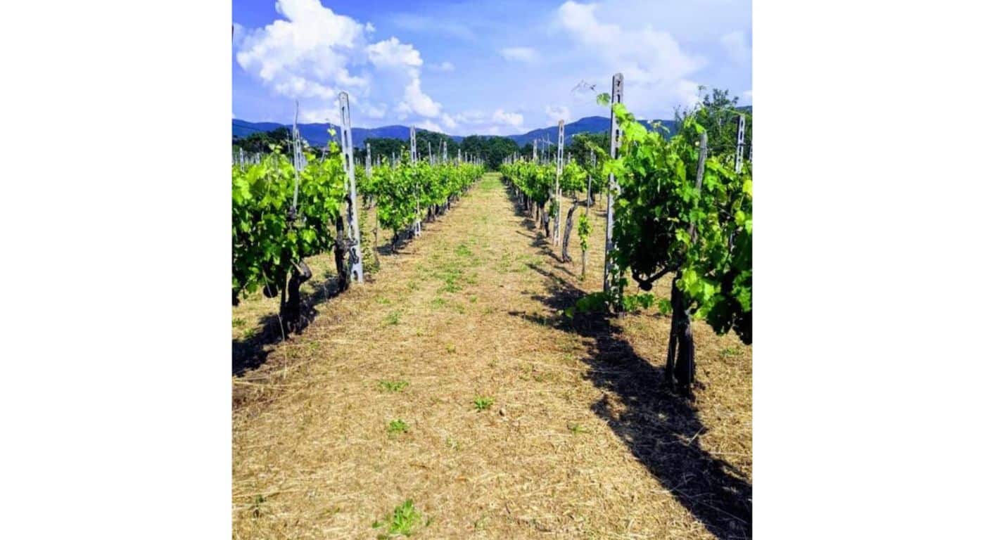 Casetta i Gelsi – Cortona