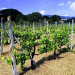 Casetta i Gelsi – Cortona