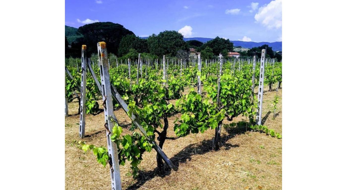 Casetta i Gelsi – Cortona