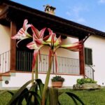 Casetta i Gelsi – Cortona