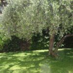 Residence dei Fiori – Pietra Ligure