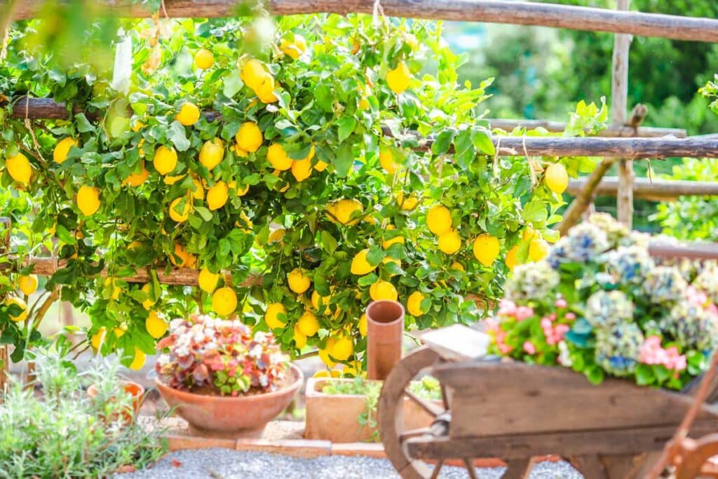 citroner-amalfikysten-AdobeStock_290025974 Citroner på Amalfikysten