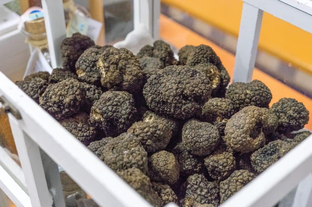 finjam-truffle-5994808_1280 Trøffeljagt i Toscana